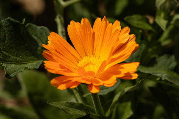 Calendula
